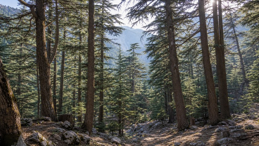 ciglikara sedir ormani baglantisi