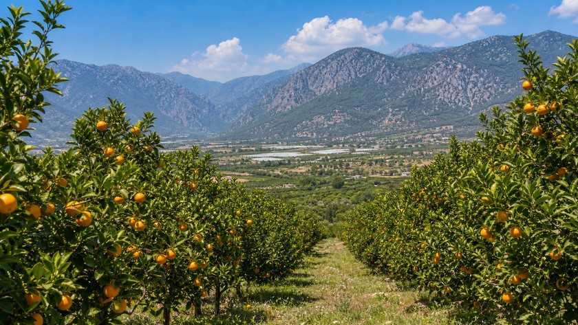 finike portakal bahceleri