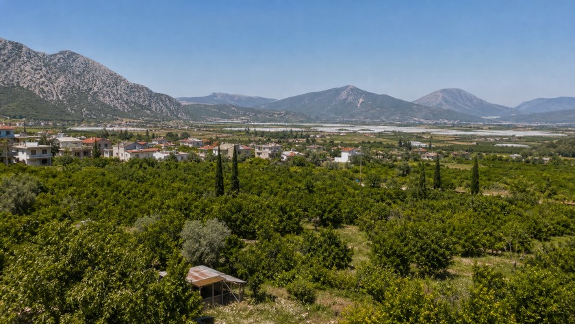 turuncova