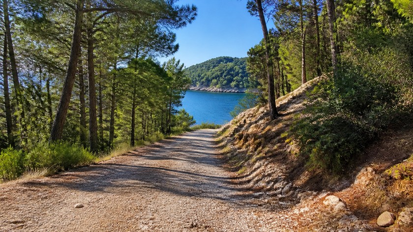 Alacasu Koyu'na yaklaşan çam ormanı yolu
