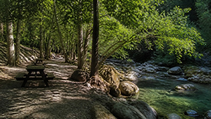 Sarısu Mesire Alanı gölgeli orman yolu
