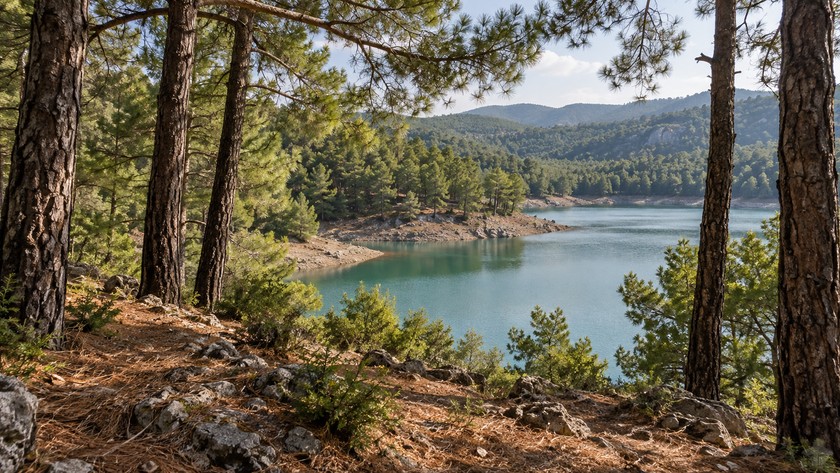 Çam gövdeleri arasından görülen su peyzajı; temsili görsel
